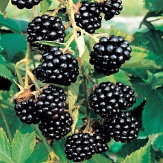 Ежевика 'Блек сатин'